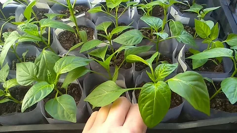 تصویر 7 از نشا فلفل دلمه‌ ای قرمز اقتصادی با شرایط ویژه